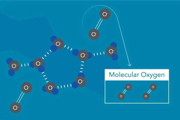 溶解在水中的分子氧（圈）。分子氧不是來(lái)自水分子中的氧（ H2O ).